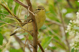 Willow Warbler