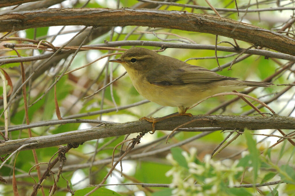 Willow Warbler