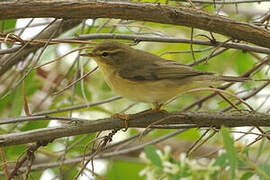 Willow Warbler