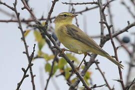 Willow Warbler