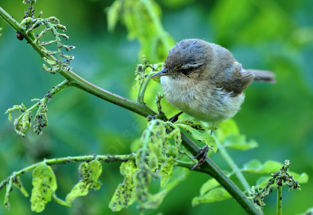 Pouillot véloceimmature