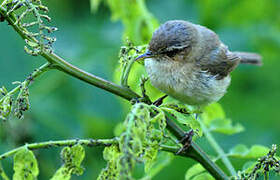 Common Chiffchaff