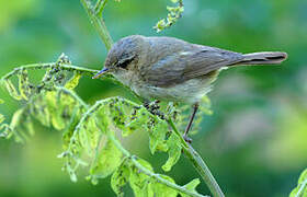 Common Chiffchaff