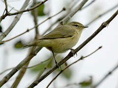 Common Chiffchaff