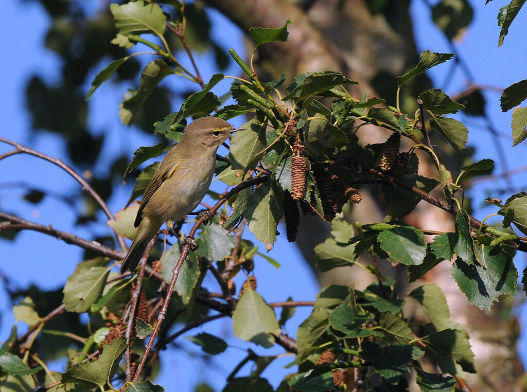 Common Chiffchaff