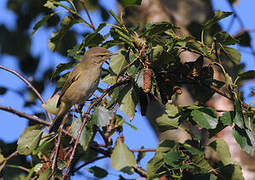 Common Chiffchaff