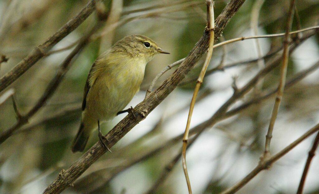 Common Chiffchaff