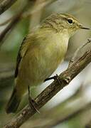 Common Chiffchaff