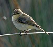 Common Chiffchaff