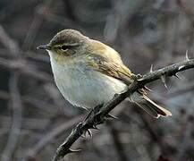 Common Chiffchaff