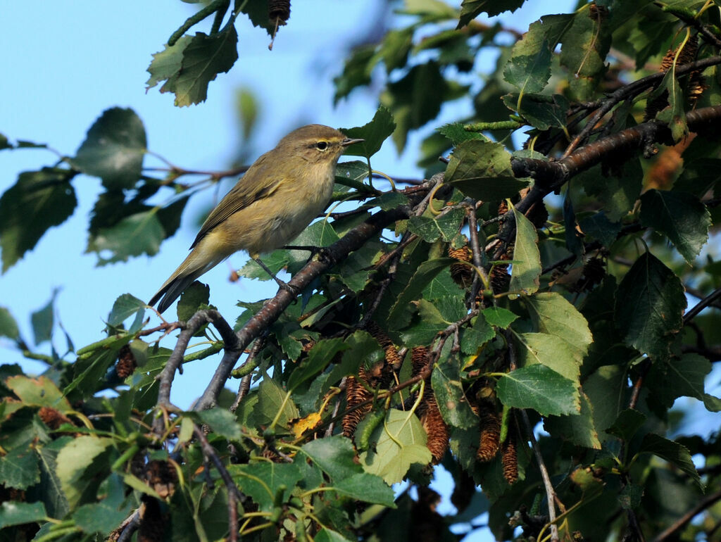 Common Chiffchaff