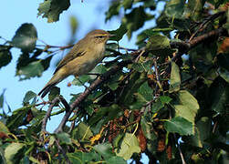 Common Chiffchaff