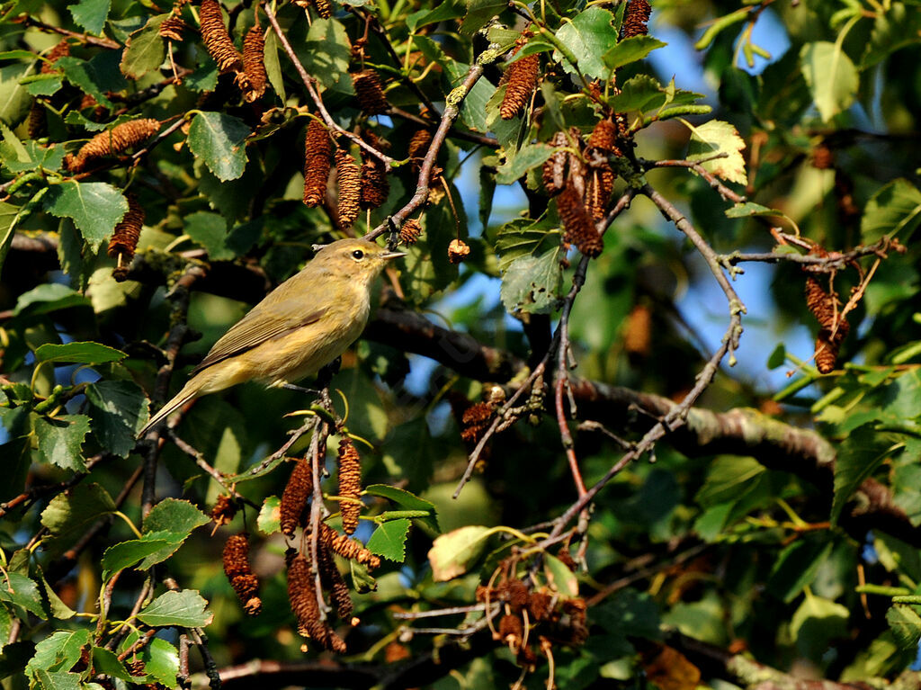 Common Chiffchaff