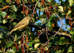 Common Chiffchaff