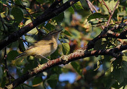 Common Chiffchaff