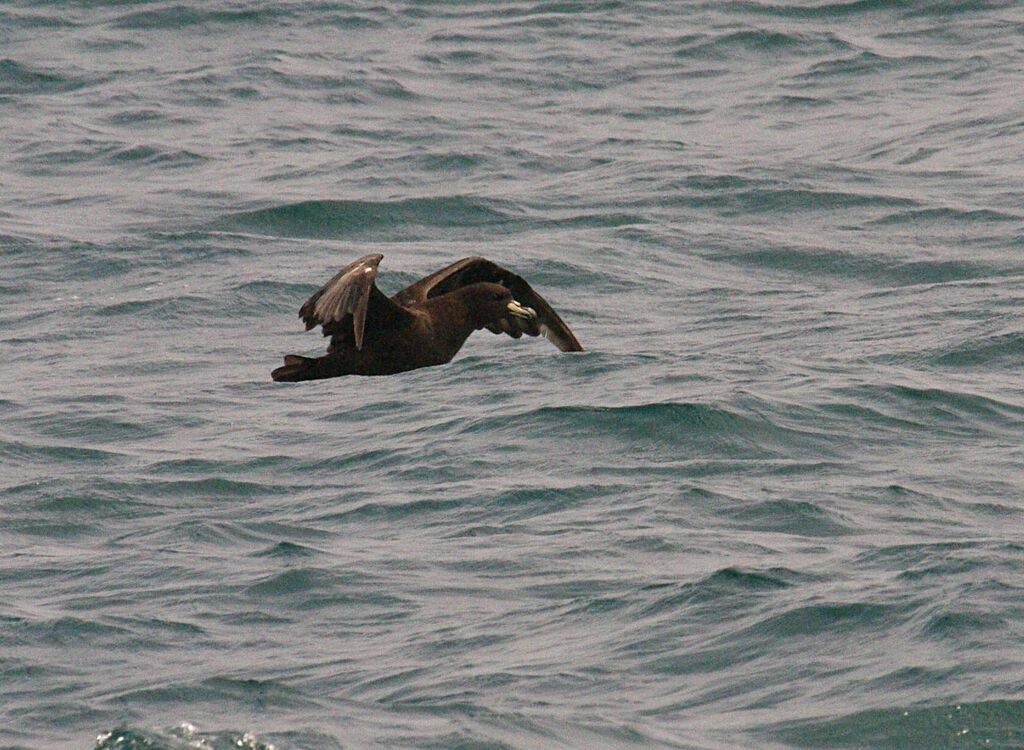 White-chinned Petrel