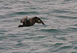 White-chinned Petrel