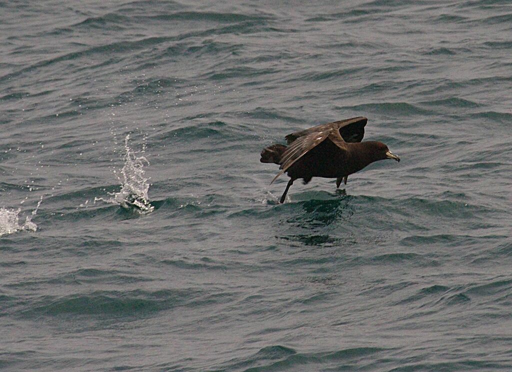 Puffin à menton blanc