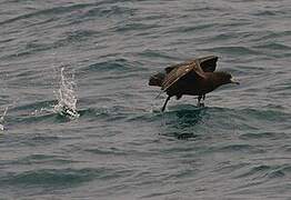 White-chinned Petrel