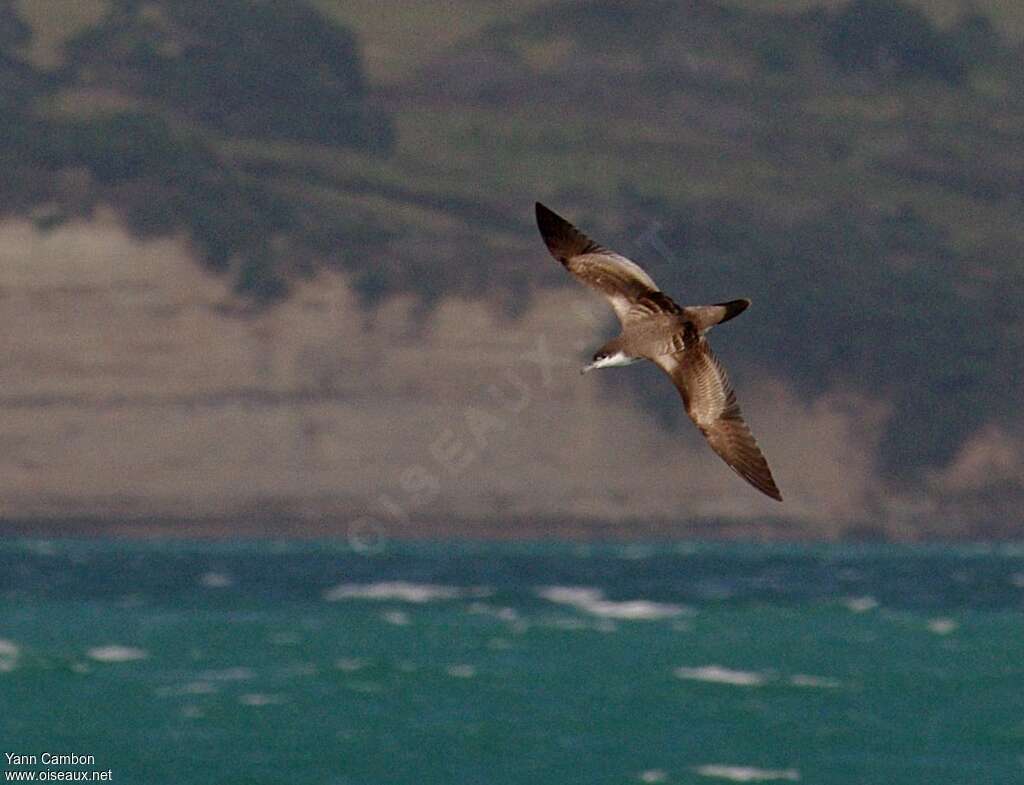 Buller's Shearwateradult, identification