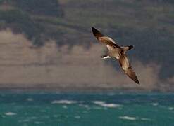 Buller's Shearwater