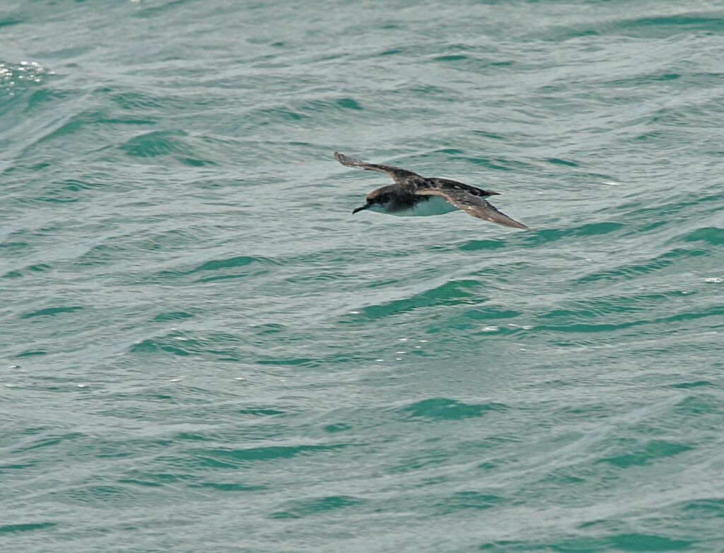 Hutton's Shearwater