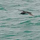 Puffin de Hutton