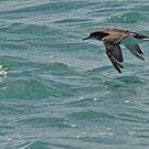 Puffin de Hutton