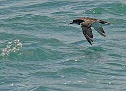 Hutton's Shearwater