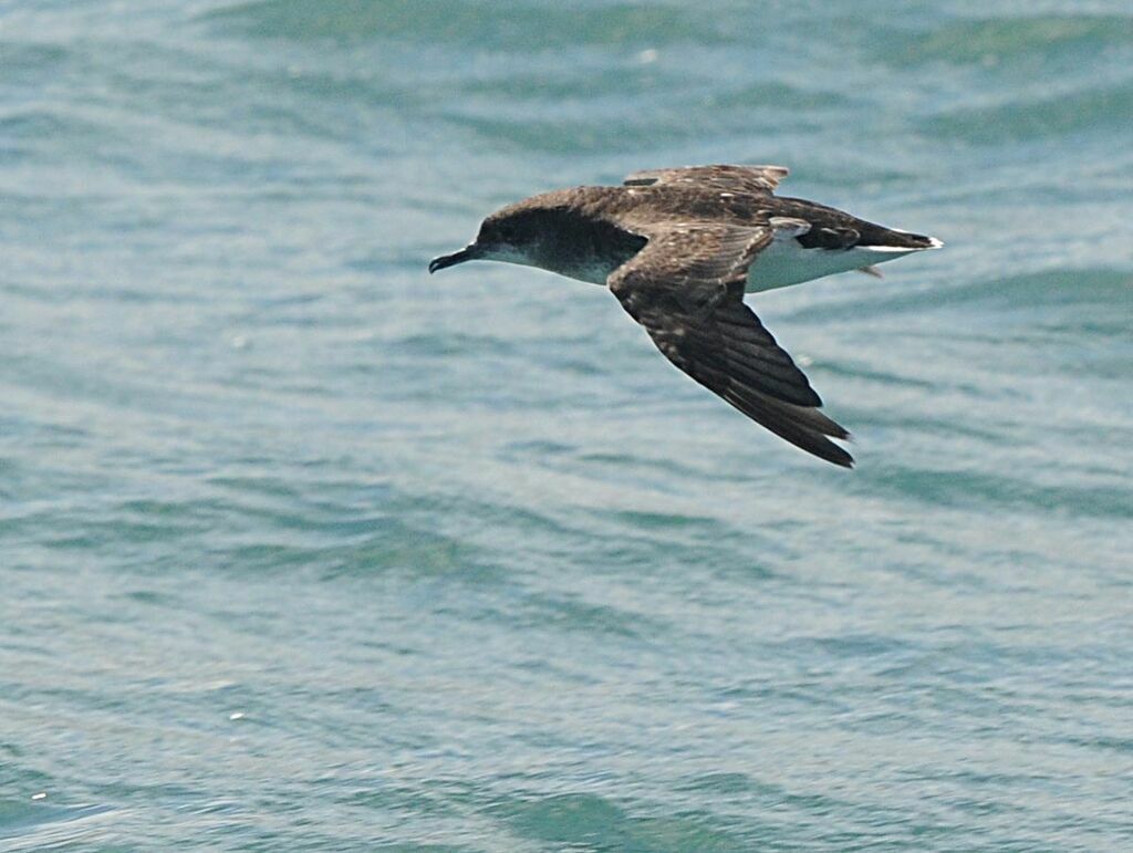 Hutton's Shearwater