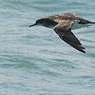 Puffin de Hutton