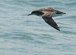 Hutton's Shearwater