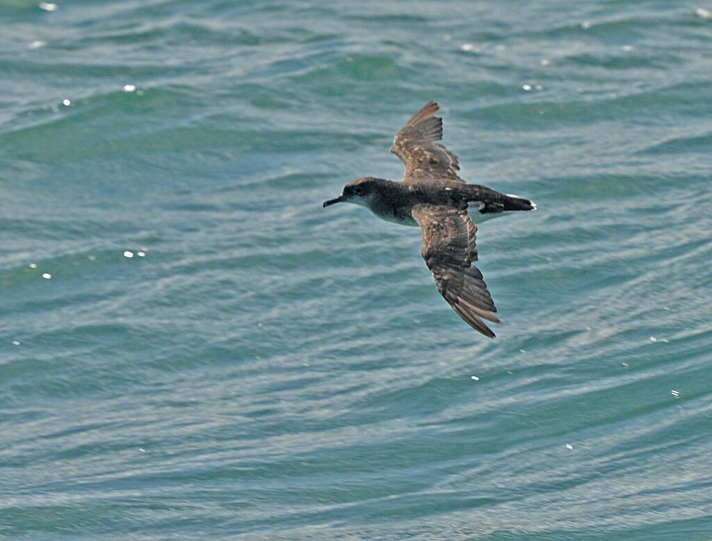 Hutton's Shearwater