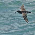 Puffin de Hutton