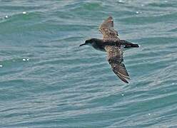 Hutton's Shearwater