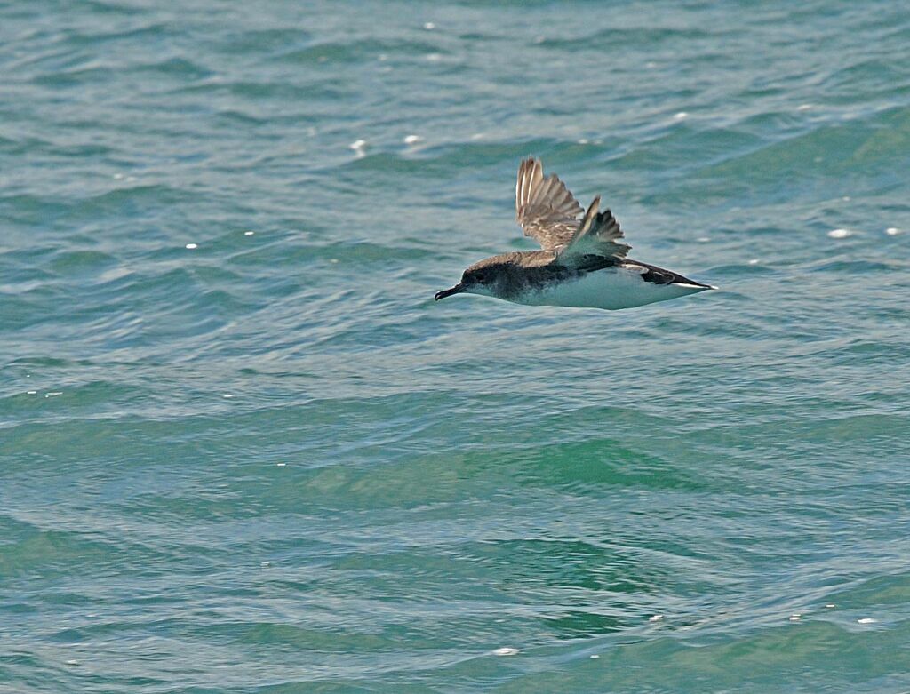 Hutton's Shearwater