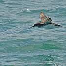 Puffin de Hutton