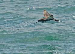 Hutton's Shearwater