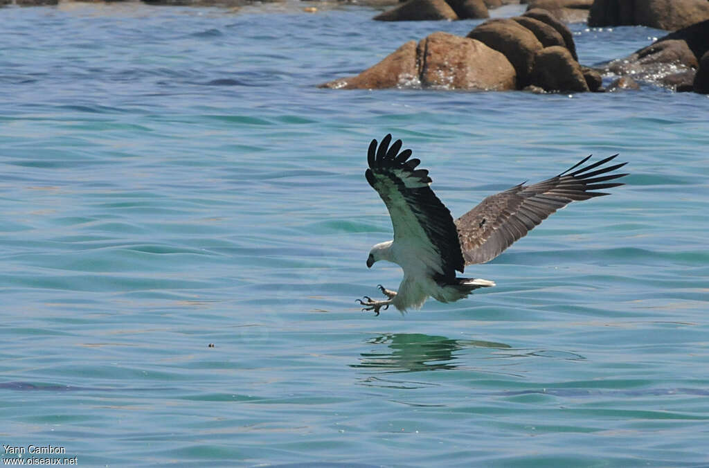 Pygargue blagreadulte, pêche/chasse