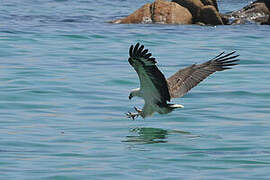 White-bellied Sea Eagle