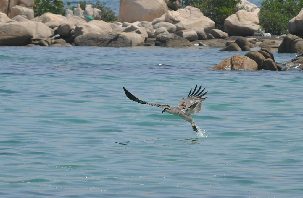 White-bellied Sea Eagle