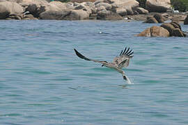 White-bellied Sea Eagle