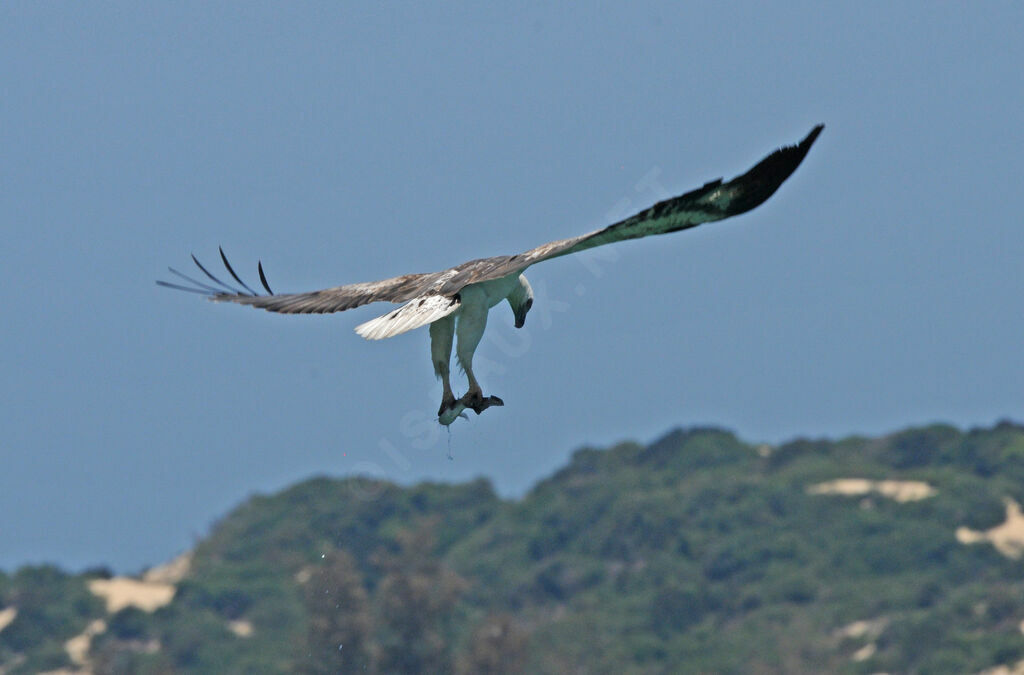 White-bellied Sea Eagle