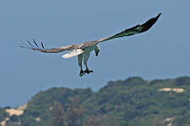 White-bellied Sea Eagle