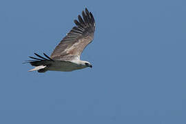 White-bellied Sea Eagle