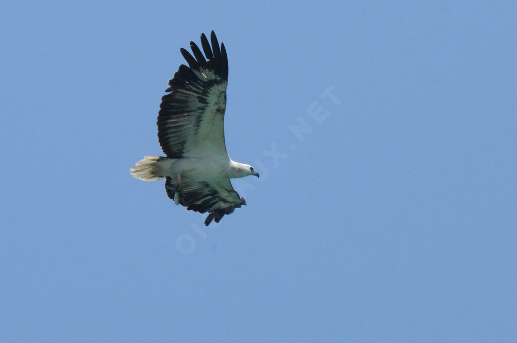 White-bellied Sea Eagle