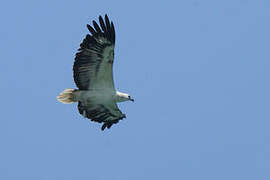 White-bellied Sea Eagle