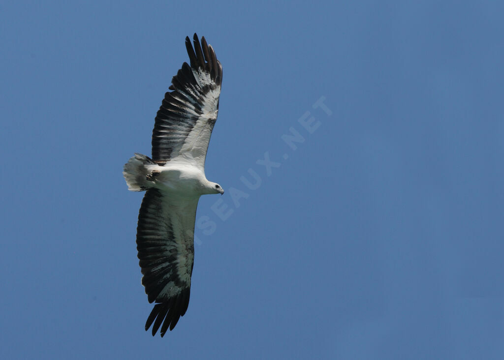 White-bellied Sea Eagle