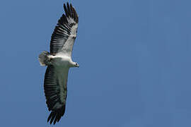 White-bellied Sea Eagle