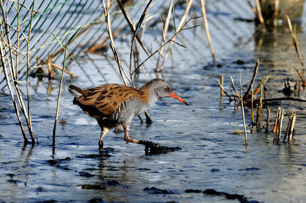 Water Rail